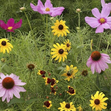 Garden in a Bag-Butterfly Scatter Seeds